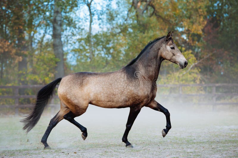 Beautiful horse trotting in a paddock on a background of dust. Brown mare with black mane. Beautiful horse trotting in a paddock on a background of dust. Brown mare with black mane