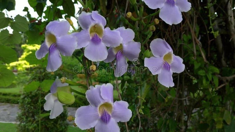 Mooie paarse bloemen in de tuin.