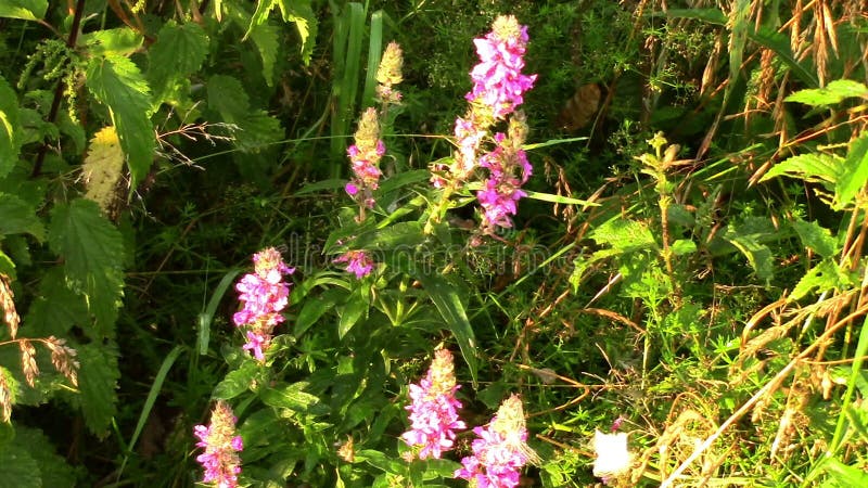 Mooie paarse bloemen in gras, belicht door felzonlicht