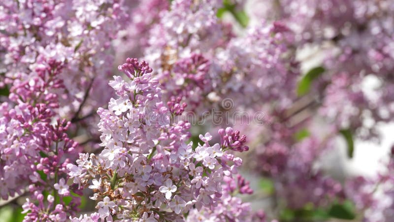 Mooie paarse lilac blossom - boom bloeit in het stadspark in de lente.