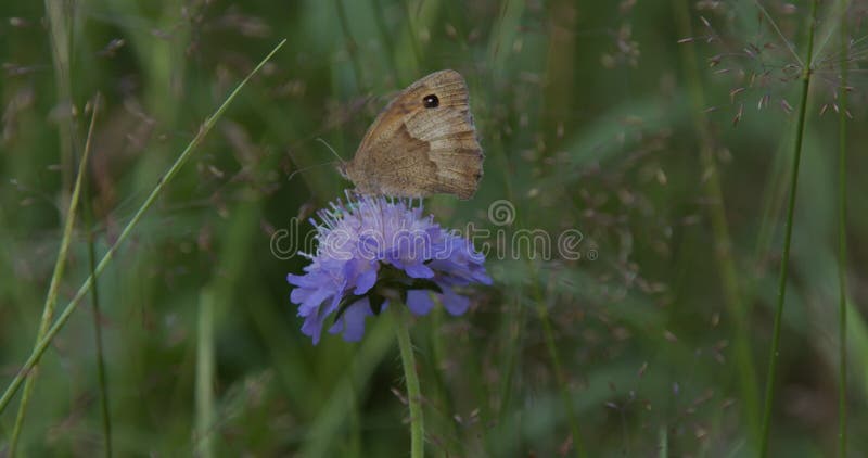 Mooie paarse vlinder zit op een bloem