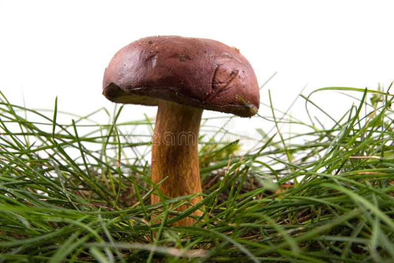 Beautiful mushroom in a grass is isolated on white. Beautiful mushroom in a grass is isolated on white