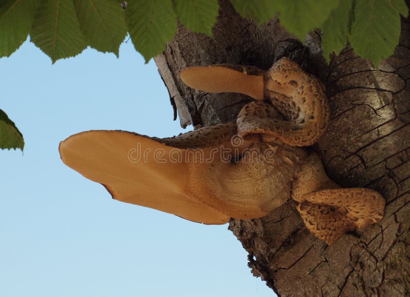 Mooie paddestoel op boom stock fotografie Mooie paddestoel op boom stock fotografie