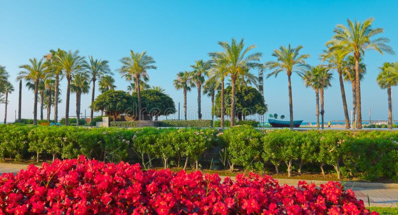 Mooie palmen, Salou, Spanje royalty-vrije stock afbeeldingen Mooie palmen, Salou, Spanje royalty-vrije stock afbeeldingen