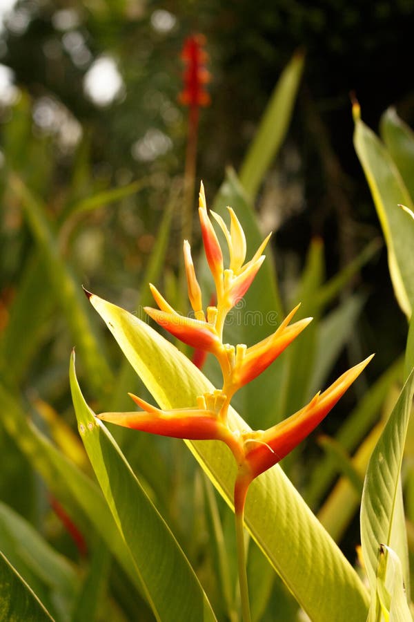 Mooie paradijsvogel bloem Tropische reginae van bloemstrelitzia op groene achtergrond, in Thailand royalty-vrije stock foto's Mooie paradijsvogel bloem Tropische reginae van bloemstrelitzia op groene achtergrond, in Thailand royalty-vrije stock foto's