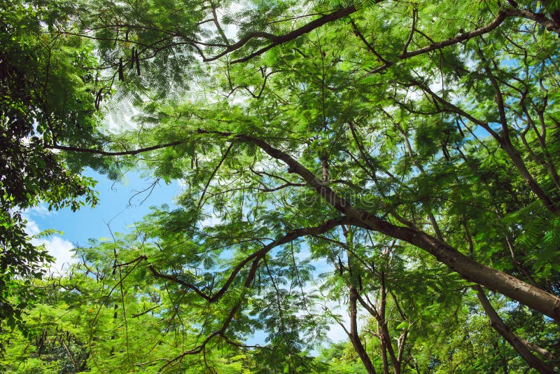 Mooie parkscène in openbaar park met groen grasgebied, groene boominstallatie en een partij bewolkte blauwe hemel royalty-vrije stock afbeelding Mooie parkscène in openbaar park met groen grasgebied, groene boominstallatie en een partij bewolkte blauwe hemel royalty-vrije stock afbeelding