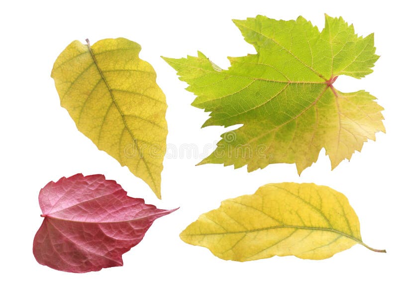 Mooie pastelkleur gekleurde de herfstbladeren stock afbeelding Mooie pastelkleur gekleurde de herfstbladeren stock afbeelding