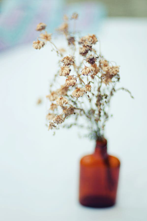 Mooie purpere bloemen Stilleven 1 Boeket van wilde bloemen in een glasvaas De bloemen van Nice in de flessen Lijst wordt verfraai royalty-vrije stock afbeeldingen Mooie purpere bloemen Stilleven 1 Boeket van wilde bloemen in een glasvaas De bloemen van Nice in de flessen Lijst wordt verfraai royalty-vrije stock afbeeldingen