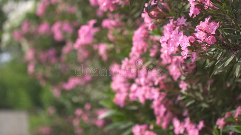 Mooie purpere bloemen van Griekenland