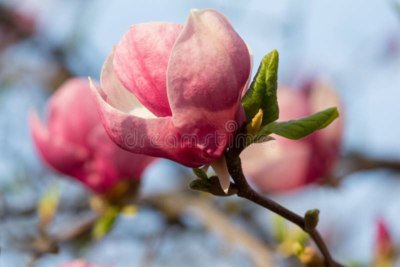 Mooie purpere magnoliabloemen in de lentetijd stock foto's Mooie purpere magnoliabloemen in de lentetijd stock foto's