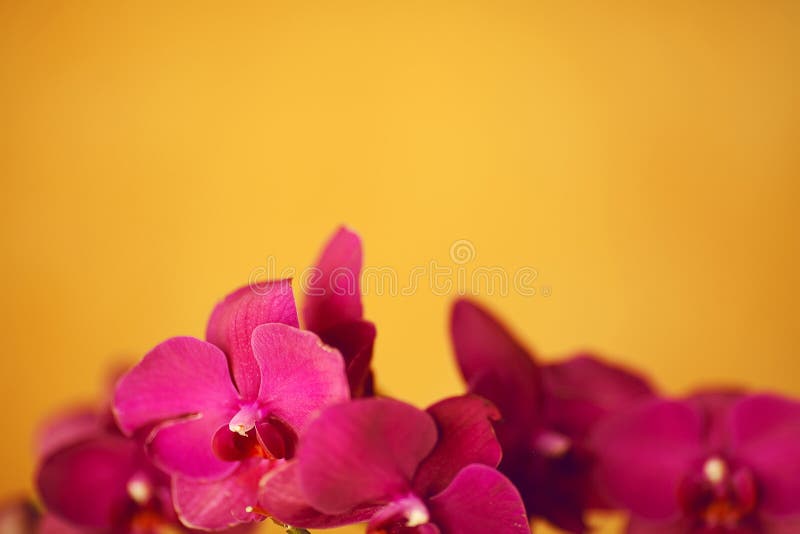 Mooie purpere orchideeën stock afbeeldingen Mooie purpere orchideeën stock afbeeldingen