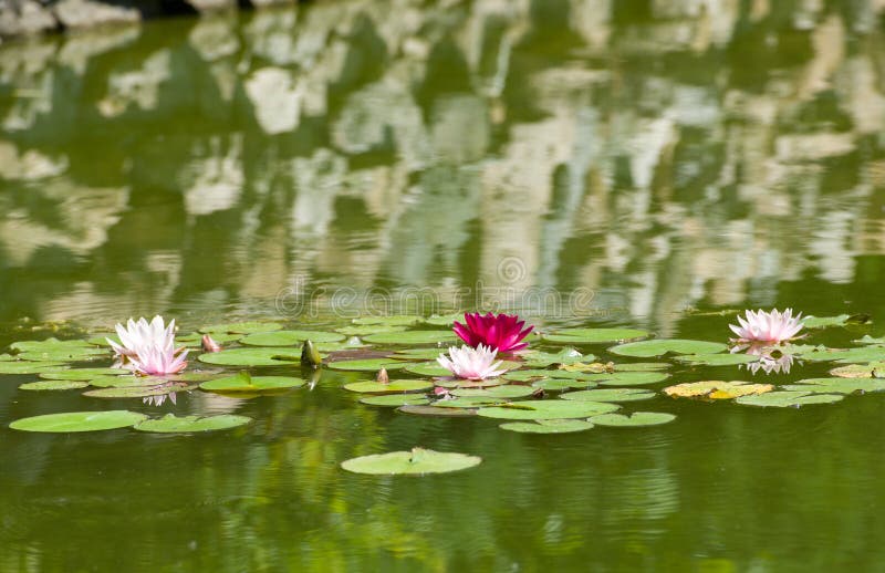 Mooie purpere waterlelies die op een meer drijven royalty-vrije stock afbeeldingen Mooie purpere waterlelies die op een meer drijven royalty-vrije stock afbeeldingen