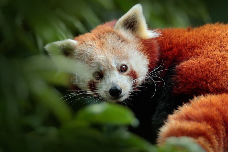 Mooie Rode panda die op de boom met groene bladeren liggen Rode panda, Ailurus fulgens, in habitat Het portret van het detailgezi stock afbeelding Mooie Rode panda die op de boom met groene bladeren liggen Rode panda, Ailurus fulgens, in habitat Het portret van het detailgezi stock afbeelding