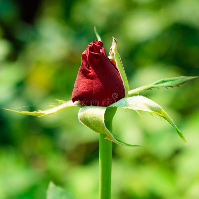 Mooie Rood nam toe royalty-vrije stock fotografie