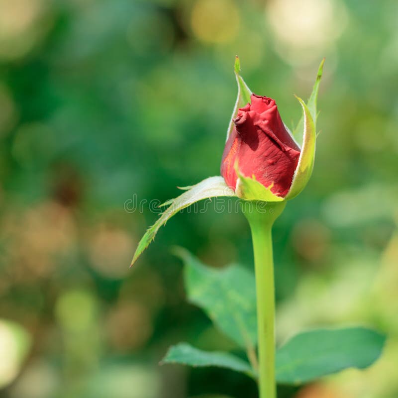 Mooie Rood nam toe royalty-vrije stock afbeelding