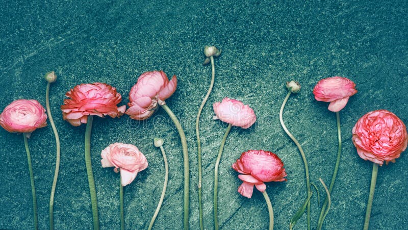 Mooie roze bloemen op donkere turkooise rustieke achtergrond stock fotografie Mooie roze bloemen op donkere turkooise rustieke achtergrond stock fotografie