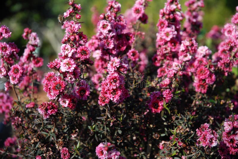 Leptospermum scoparium in flower, commonly called Manuka myrtle or New Zealand tea tree, native to Australia and New Zealand, here flowering in a Mediterranean garden. Leptospermum scoparium in flower, commonly called Manuka myrtle or New Zealand tea tree, native to Australia and New Zealand, here flowering in a Mediterranean garden