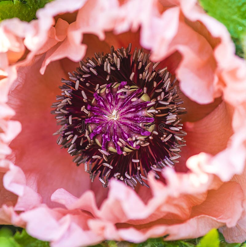 Mooie roze dichte papaver royalty-vrije stock afbeelding Mooie roze dichte papaver royalty-vrije stock afbeelding