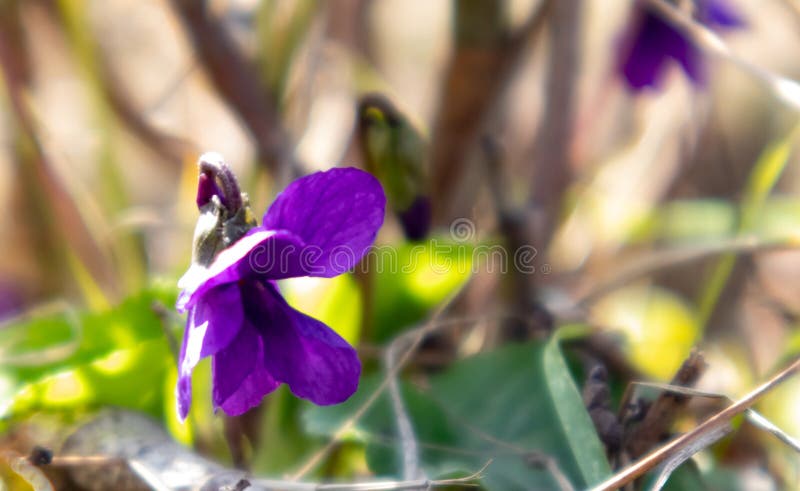 Mooie roze en blauwe kleine bloemen sluit omhoog op de achtergrond van groene gras en bladeren stock afbeelding Mooie roze en blauwe kleine bloemen sluit omhoog op de achtergrond van groene gras en bladeren stock afbeelding