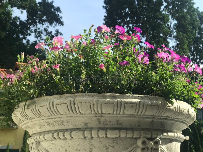 Mooie roze en purpere petunia in de witte pot van de cementbloem royalty-vrije stock afbeeldingen Mooie roze en purpere petunia in de witte pot van de cementbloem royalty-vrije stock afbeeldingen