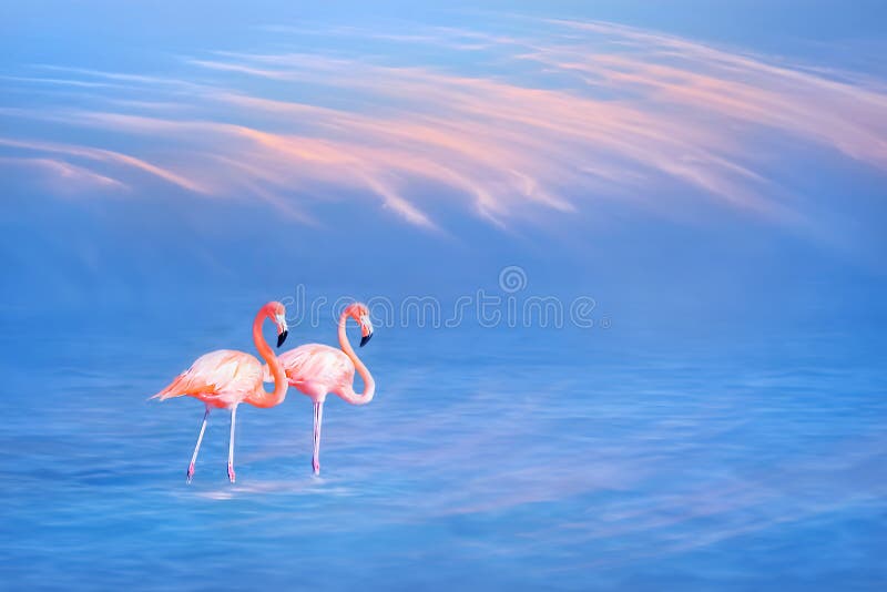 Mooie roze flamingo's op de waterspiegel tegen de blauwe hemel en de roze wolken royalty-vrije stock afbeelding Mooie roze flamingo's op de waterspiegel tegen de blauwe hemel en de roze wolken royalty-vrije stock afbeelding
