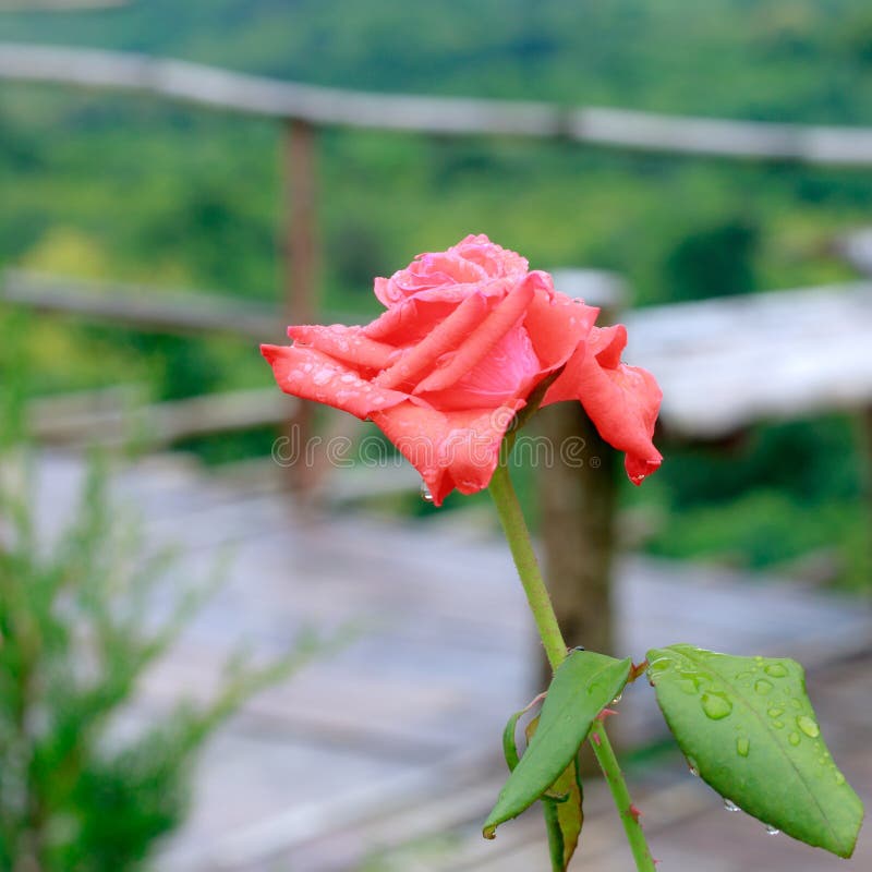 Mooie roze nam bloem in tuin toe stock fotografie