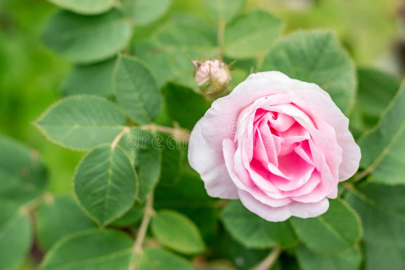 Mooie roze nam met groene bladeren in een tuin toe De zomer natuurlijke achtergrond met exemplaarruimte royalty-vrije stock afbeeldingen Mooie roze nam met groene bladeren in een tuin toe De zomer natuurlijke achtergrond met exemplaarruimte royalty-vrije stock afbeeldingen