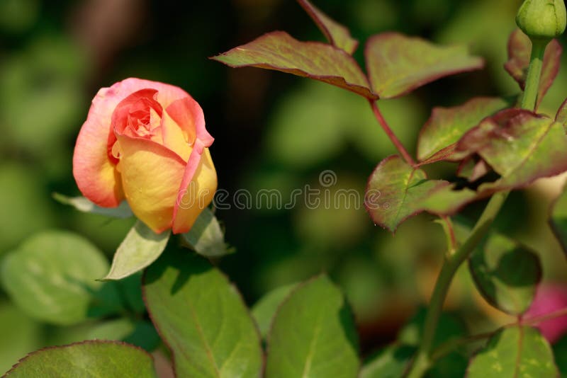 Prachtige roze roos stock afbeelding