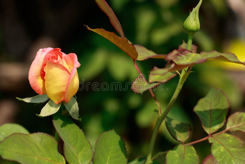 Mooie Roze nam toe stock afbeeldingen