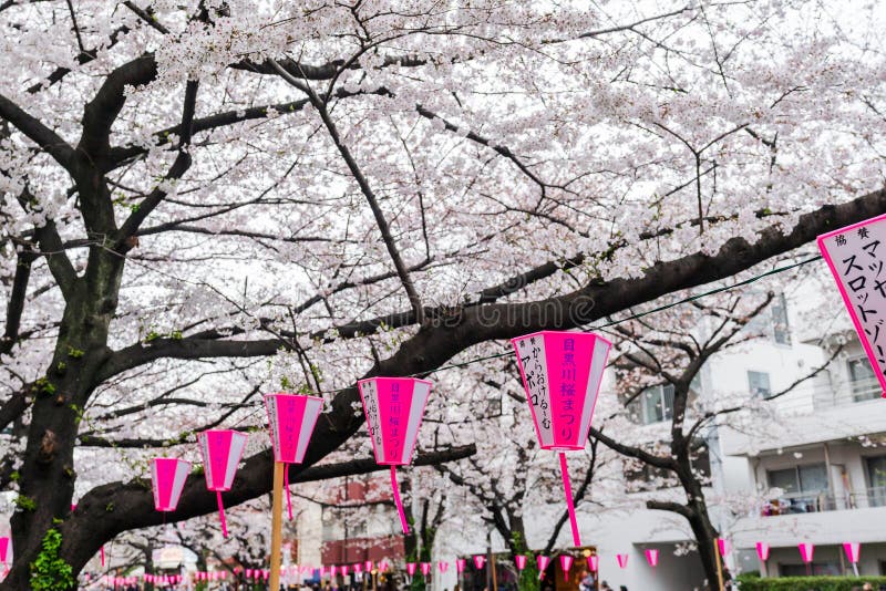 Mooie Sakura, Cherry Blossom-bloem met lantaarn in Meguro-rivier, Tokyo, Japan royalty-vrije stock afbeeldingen Mooie Sakura, Cherry Blossom-bloem met lantaarn in Meguro-rivier, Tokyo, Japan royalty-vrije stock afbeeldingen