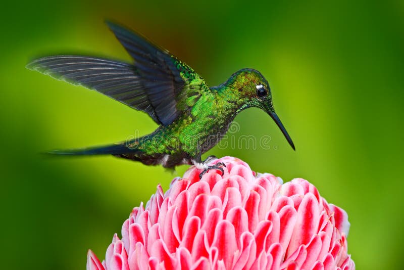 Mooie scène met glanzende vogel Groene die kolibrie Briljant, Heliodoxa-jacula, dichtbij roze bloei met roze bloembac wordt groen