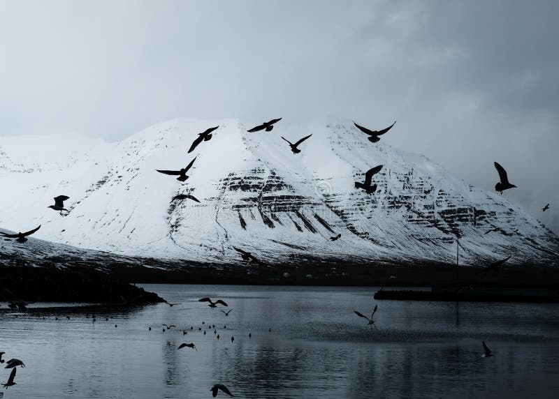 Mooie sneeuwberg met meer en vliegende vogels stock foto's Mooie sneeuwberg met meer en vliegende vogels stock foto's