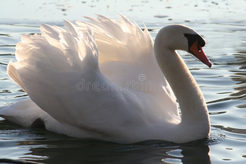 Mute swan at sunset in wintertime. Mute swan at sunset in wintertime