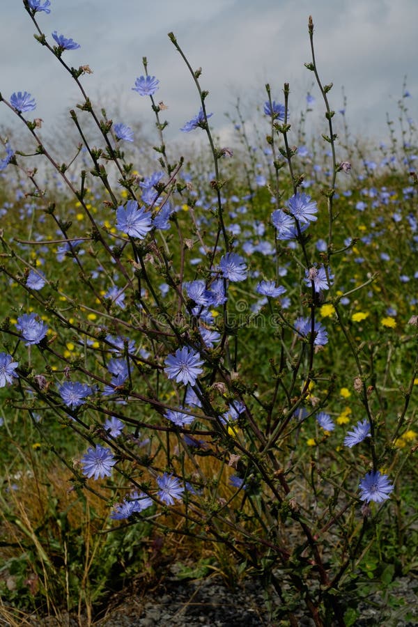 Mooie struik die van wild witlof op het gebied bloeien stock foto's Mooie struik die van wild witlof op het gebied bloeien stock foto's