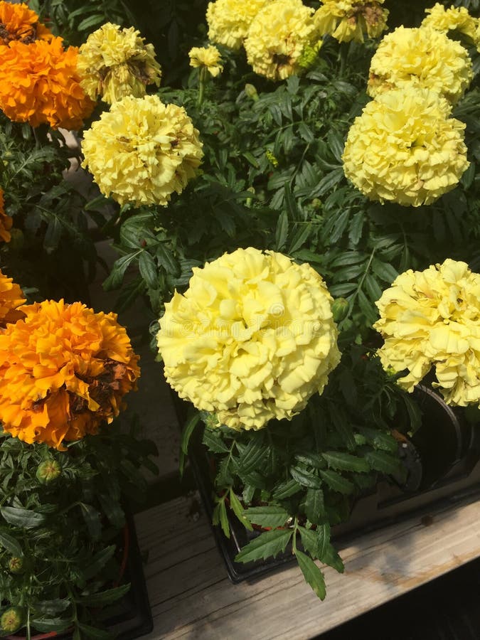 Mooie, trillende gele en oranje bloemen royalty-vrije stock foto's Mooie, trillende gele en oranje bloemen royalty-vrije stock foto's