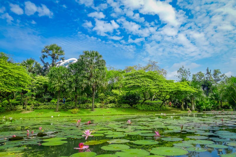 Mooie tuin met een kunstmatig meer met vele die Leliestootkussens in het water in Marina Bay Sands in Singapore wordt gevestigd royalty-vrije stock foto's Mooie tuin met een kunstmatig meer met vele die Leliestootkussens in het water in Marina Bay Sands in Singapore wordt gevestigd royalty-vrije stock foto's