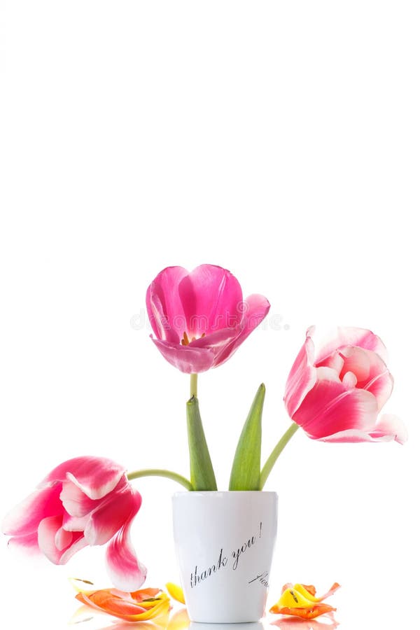 Mooie tulpen in een vaas met dankbaarheid royalty-vrije stock foto's Mooie tulpen in een vaas met dankbaarheid royalty-vrije stock foto's