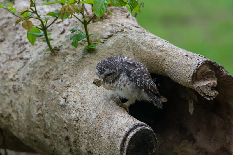 Mooie Uilvogel Bevlekte jonge uil royalty-vrije stock afbeeldingen Mooie Uilvogel Bevlekte jonge uil royalty-vrije stock afbeeldingen