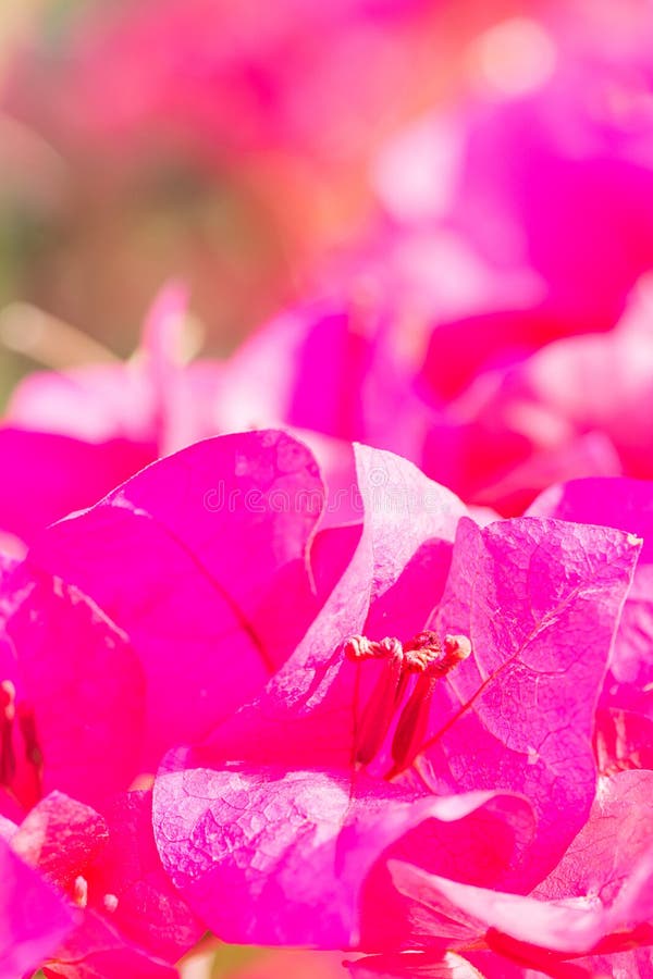 Mooie violette bougainvilleabloemen met onduidelijk beeldachtergrond royalty-vrije stock fotografie Mooie violette bougainvilleabloemen met onduidelijk beeldachtergrond royalty-vrije stock fotografie