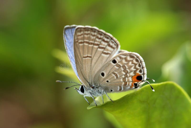 Onwijs Mooie Vlinder stock afbeelding. Afbeelding bestaande uit vlinder OY-04