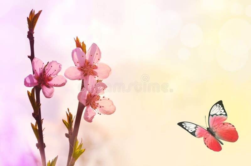 Mooie vlinder en roze bloem, gele achtergrond royalty-vrije stock fotografie Mooie vlinder en roze bloem, gele achtergrond royalty-vrije stock fotografie