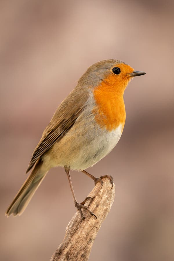 Mooie vogel met een aardig oranjerood gevederte royalty-vrije stock afbeeldingen Mooie vogel met een aardig oranjerood gevederte royalty-vrije stock afbeeldingen