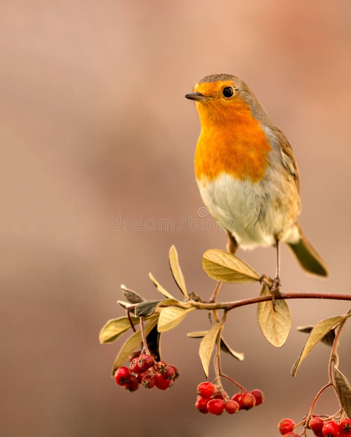 Mooie vogel met een aardig rood gevederte stock afbeelding Mooie vogel met een aardig rood gevederte stock afbeelding