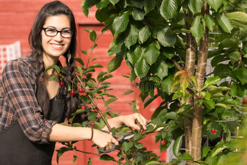 Mooie Vrouw het Glimlachen Gedroogde pruimen Cherry Tree Backyard Fruit stock afbeeldingen Mooie Vrouw het Glimlachen Gedroogde pruimen Cherry Tree Backyard Fruit stock afbeeldingen