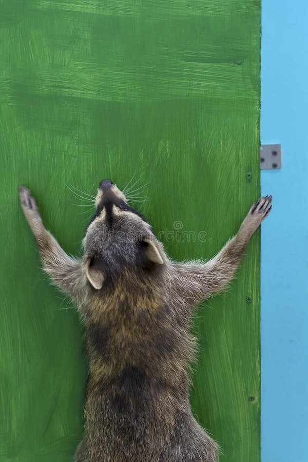 Mooie wasbeersprongen bij de groene muur in de dierentuin royalty-vrije stock afbeelding Mooie wasbeersprongen bij de groene muur in de dierentuin royalty-vrije stock afbeelding