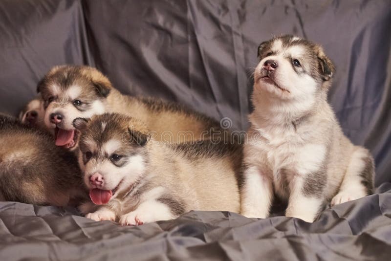 Mooie weinig Malamute-puppy, één van hen zitting en omhoog het kijken, op een grijze achtergrond stock fotografie Mooie weinig Malamute-puppy, één van hen zitting en omhoog het kijken, op een grijze achtergrond stock fotografie