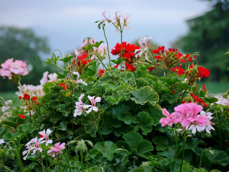 Mooie witte, roze en rode bloemen op een weelderige struik met groene bladeren royalty-vrije stock afbeeldingen Mooie witte, roze en rode bloemen op een weelderige struik met groene bladeren royalty-vrije stock afbeeldingen