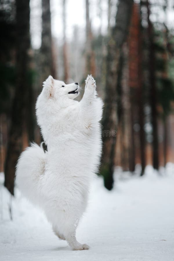 Samoyed white fluffy dog running in cold winter landscape. Samoyed white fluffy dog running in cold winter landscape