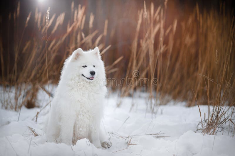 Samoyed white fluffy dog running in cold winter landscape. Samoyed white fluffy dog running in cold winter landscape
