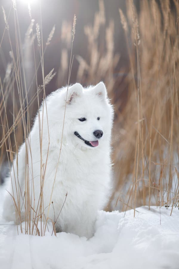 Samoyed white fluffy dog running in cold winter landscape. Samoyed white fluffy dog running in cold winter landscape